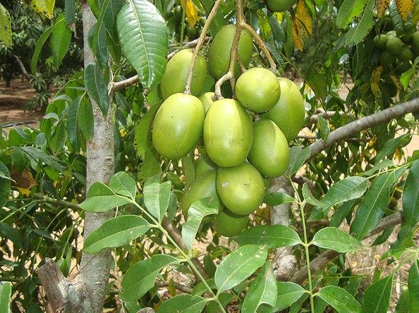 Cách trồng cây cóc Thái trong chậu